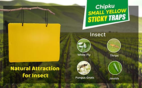 Chipku Yellow Sticky Trap/Insect Trap/Glue Trap/for Whiteflies Thrips,for Garden & Farm(Pack of 25x2 nos - 50Traps)