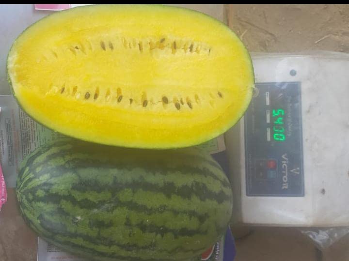 जेननेक्स्ट द्वारा हाइब्रिड वाटरमेलन येलो किंग बीज