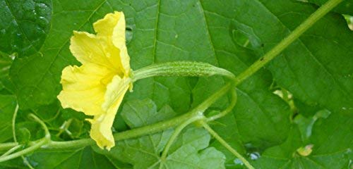 LIVE GREEN Vegetable Seeds | Bitter Gourd/Karela | F1 Hybrid | Organic Seeds | For Home And Kitchen Garden | (Pack 1 pkt 10 seeds each), (PLSDBL020)