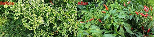 Katra Fertilizers Lysorus (1 Gm +50 Ml), Anti-Virus and Bacteria Virucide for Virus Control and Prevention, Agriculture, Bio Pesticide for Garden Used in Farms (Pack of 6)