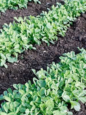 EYWA - Fenugreek Vegetable Seeds - Methi Seeds - Kasuri Methi Seeds - Seeds For Farming - Home Garden Seeds (500 Grams)