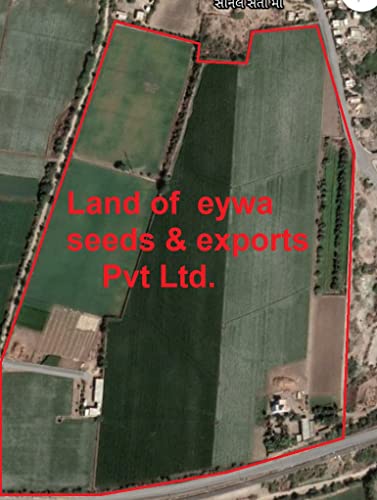 EYWA - Fenugreek Vegetable Seeds - Methi Seeds - Kasuri Methi Seeds - Seeds For Farming - Home Garden Seeds (500 Grams)