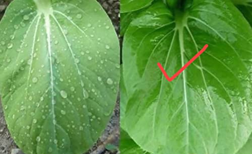 benefits of using silicon spreader