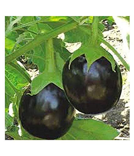Plantogallery® बैंगन हरा F1 हाइब्रिड बीज छोटा पैक