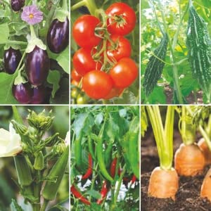SDF India Organic Bio Zyme Fertilizer Granules for All Types Indoor Outdoor Garden Plants (2kg)