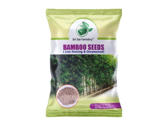 SRI SAI FORESTRY बागकामासाठी बांबू बियाणे, शेतीसाठी बांबू बियाणे - 100 चा पॅक