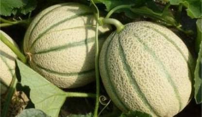honey muskmelon
