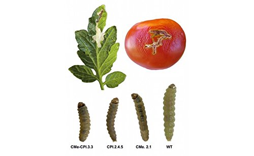 tomato plant disease leaf miner