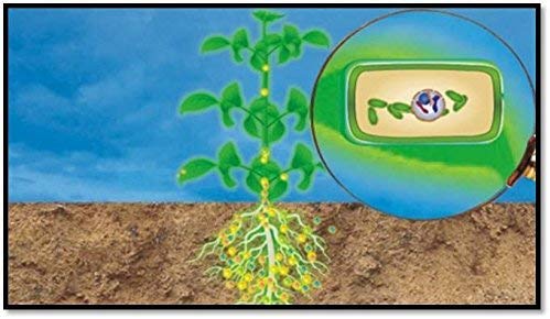 BIOZYME CROP+ Liquid Biostimulant (1000ml)