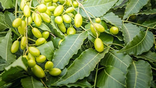 गार्डेनिका - नीम तेल - प्राकृतिक पौधों की देखभाल के लिए जैविक कीटनाशक। (1 लीटर)
