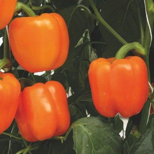 Radha Krishna Agriculture® Imported Capsicum Vegetable Seeds | Orange Capsicum Seed For Your Home Garden Pack of 50 Gram Seeds