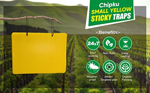 Chipku Yellow Sticky Trap/Insect Trap/Glue Trap/for Whiteflies Thrips,for Garden & Farm(Pack of 25x2 nos - 50Traps)