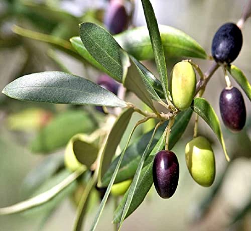 IXORA जैतून का फल (एयर लेयरिंग/ग्राफ्टेड) जीवित पौधे और पेड़ (1-1.5 फीट आकार)