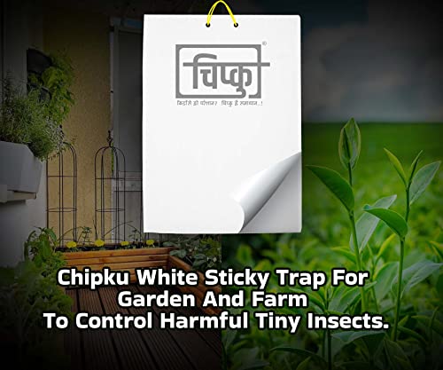 Chipku- बगीचे और खेत में छोटे कीड़ों के लिए सफेद स्टिकी ट्रैप, ब्लैक थ्रिप्स / फ्लाई ट्रैप / इन्सेक्ट कैचर / कीड़ों के लिए स्टिकी पैड, व्हाइटफ़्लाइज़, थ्रिप्स 25 का पैक