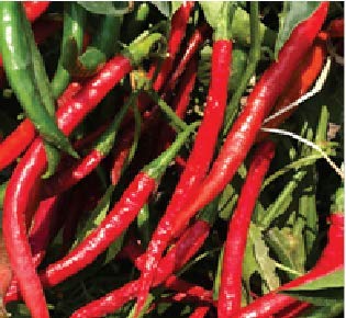 Syngenta Chilly HPH-5531 , Hybrid quality Hot Pepper, 1500SD