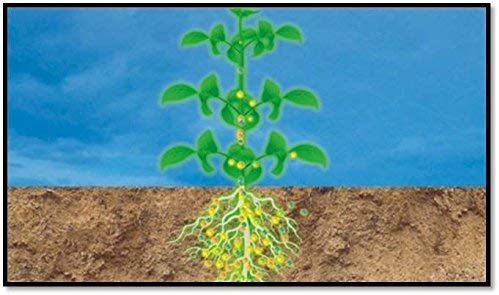 BIOZYME CROP+ Liquid Biostimulant (1000ml)