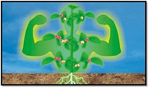 BIOZYME CROP+ Liquid Biostimulant (1000ml)