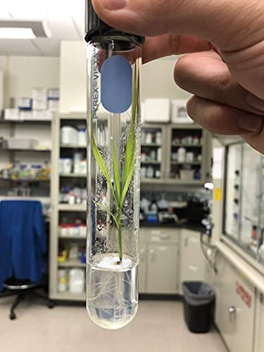 Azospirillum 2 Litre
