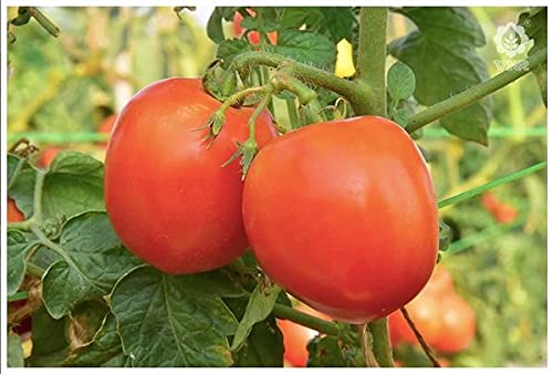 वीएनआर जूली हाइब्रिड एफ1 गुणवत्ता वाले गोल टमाटर के बीज 10 ग्राम - टमाटर