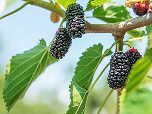 पौधा तुती (शहाटूट) 30 बियांचे फळ पॅक