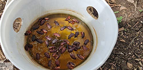 White Grub Lure – Nature's Trap for a Bountiful Harvest