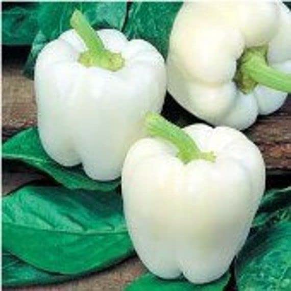 Radha Krishna Agriculture® Imported Capsicum Vegetable Seeds | White Capsicum Seed For Your Home Garden Pack of 30 Gram Seeds