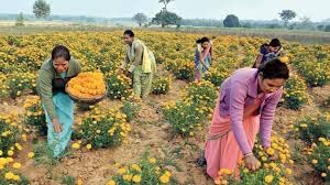 फ्लॉवर बूस्ट नायट्रो 25% W/W नायट्रो बेन्झेन सर्व पिकांसाठी | कुंडीतील रोपासाठी खत घालावे | वनस्पतींची वाढ वाढवणारी | माती कंडिशनर | वनस्पती मूळ प्रणाली सुधारा