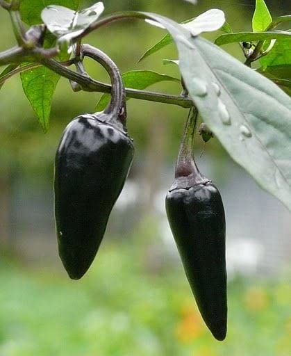 Radha Krishna Agriculture® Imported cherry Chilli seeds |vegetable seeds For Your Home & kitchen Gardening Pack of 5 grm