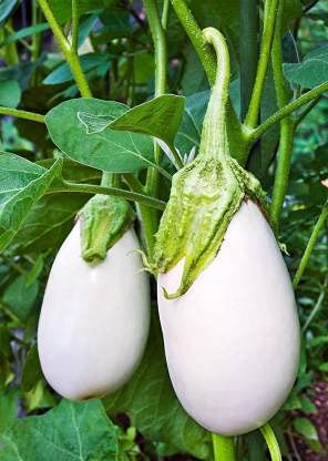 Plantogallery® बैंगन हरा F1 हाइब्रिड बीज छोटा पैक