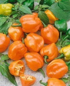Radha Krishna Agriculture® Imported Capsicum Vegetable Seeds | Orange Capsicum Seed For Your Home Garden Pack of 50 Gram Seeds