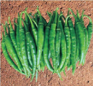Syngenta मिर्च HPH-1041, हाईब्रिड क्वालिटी हॉट पेपर, 1500SD