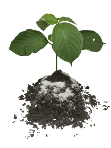 Humic acid to grow roots