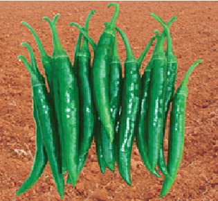 Syngenta HPH-1069 हाईब्रिड मिर्च बीज 1500SD - तीखी मिर्च