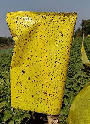 Kisan Dost Chipku: The Sticky Solution for a Bumper Harvest!