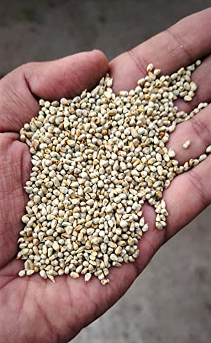 EYWA देसी बाजरा बीज (कृषि उत्पाद) बुवाई, खेती और कृषि के लिए (खेती खेती) (10 Kg)