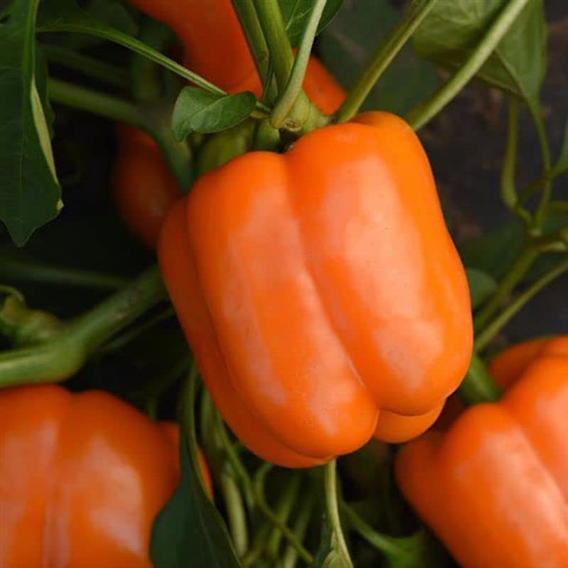 Radha Krishna Agriculture® Imported Capsicum Vegetable Seeds | Orange Capsicum Seed For Your Home Garden Pack of 50 Gram Seeds