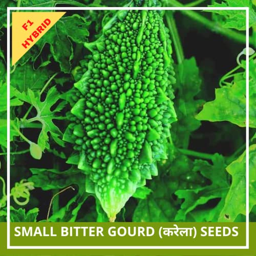 FARMGOKART 5 Gms - BITTER GOURD SMALL (karela) HYBRID F1 बियाणे घरगुती बागकाम, शेती, हायड्रोपोनिक्स आणि पॉली हाऊससाठी भाजीपाला बियाणे