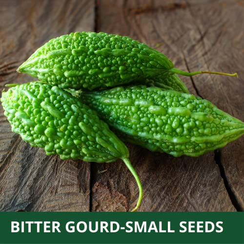FARMGO 5 Gms - BITTER GOURD SMALL (karela) HYBRID F1 बियाणे घरगुती बागकाम, शेती, हायड्रोपोनिक्स आणि पॉली हाऊससाठी भाजीपाला बियाणे