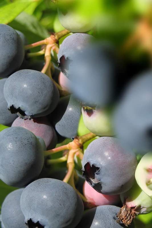 Ritz Farming® Blueberry fruit seeds | Blueberry fruit seeds For Your Garden and home planting Pack of 15 seeds