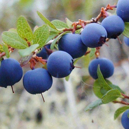 Ritz Farming® Blueberry fruit seeds | Blueberry fruit seeds For Your Garden and home planting Pack of 15 seeds