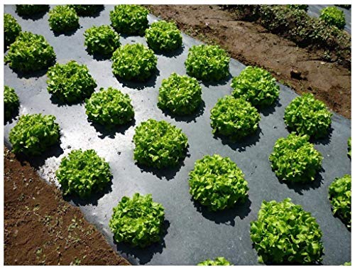 MIPATEX: Your Shield for Bumper Harvests