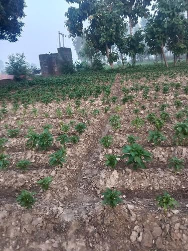 एरीज़ एग्रो फ़र्टिमैक्स 0.52.34 निःशुल्क दस्तानों के साथ