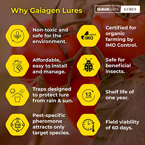 GAIAGEN टमाटर लीफमिनर लूर कॉम्बो पैक - फेरोमोन लूर टमाटर लीफमिनर (टुटा एब्सोल्यूटा) और कीट जल जाल के लिए 1.6L | 10 ल्यूर और 10 ट्रैप का पैक
