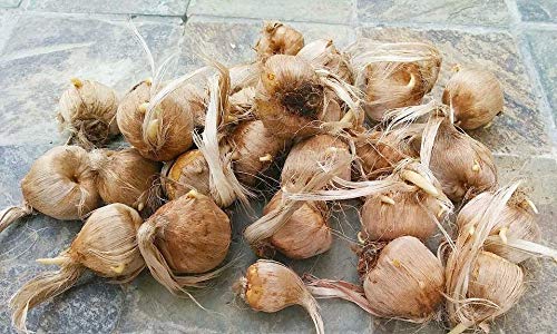 ग्रीन वर्ल्ड केसर क्रोकस फूल का पौधा कश्मीरी केसर बल्ब/केसर/ज़ाफ्रान/क्रोकस कॉर्म - 15 पौधे-बल्ब का पैक