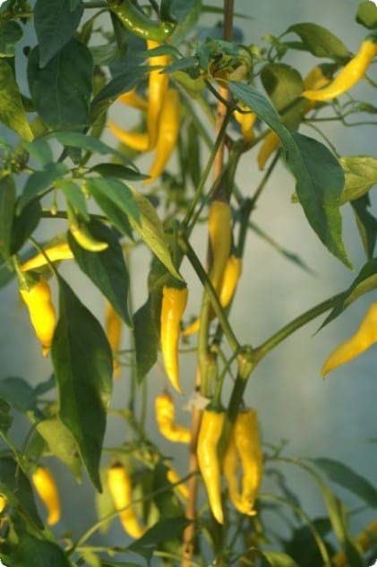 Radha Krishna Agriculture® Imported cherry Chilli seeds |vegetable seeds For Your Home & kitchen Gardening Pack of 5 grm