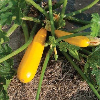 Radha Krishna Agriculture® Zucchini Vegetable Seeds | Yellow Zucchini Seed For Your Home Garden Pack of 30 Gram Seeds