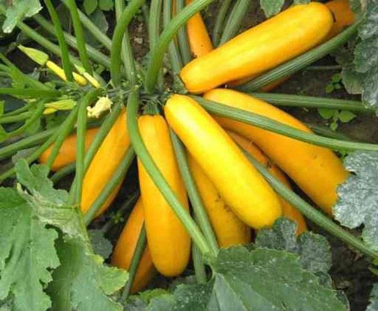 Radha Krishna Agriculture® Zucchini Vegetable Seeds | Yellow Zucchini Seed For Your Home Garden Pack of 30 Gram Seeds