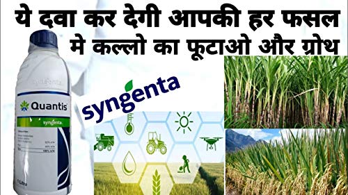 सिंजेंटा क्वांटिस, विनास मेटाबोलाइट्स (अमीनो एसिड और पोषक तत्व), बायोस्टिमुलेंट, क्रॉप एनहांसर (1 LTR)