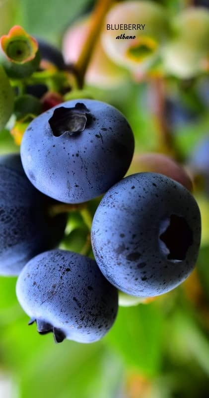 Ritz Farming® Blueberry fruit seeds | Blueberry fruit seeds For Your Garden and home planting Pack of 15 seeds
