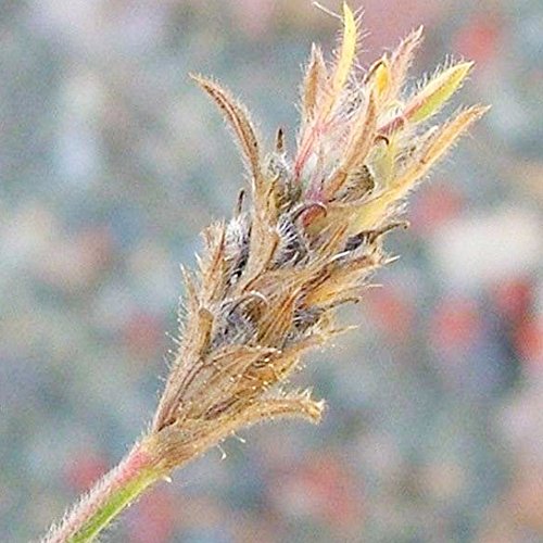 स्टाइलो बीज: सूखे में भी अपने खेत को पोषित करें
